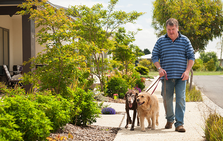 A man walking two dogs on a sidewalk.