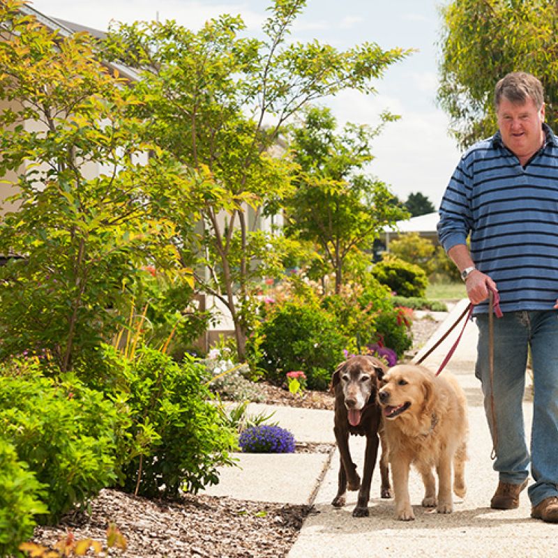 A man walking two dogs on a sidewalk.